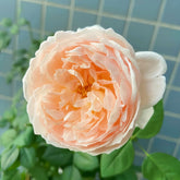 Ambridge Rose